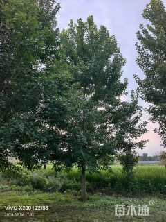 23公分美国红枫