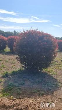 高度150厘米红叶李球