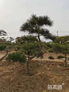 高度300厘米黑松