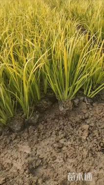 高度30厘米金叶石菖蒲