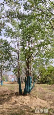 75公分丛生乌桕