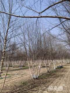 高度500厘米丛生河桦