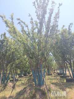 15公分(5杆)丛生榉树