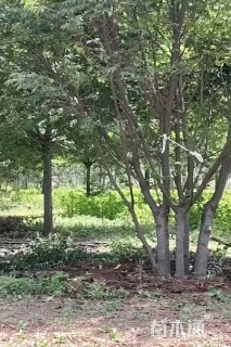 10公分(5杆)丛生榉树