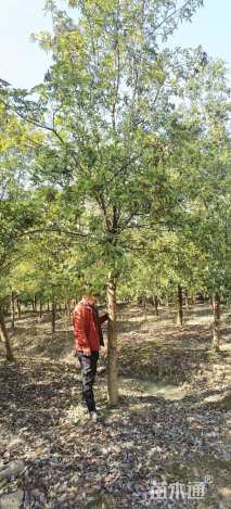 13公分椤木石楠