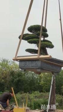 20公分对节白蜡