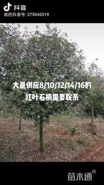 原生苗造型罗汉松