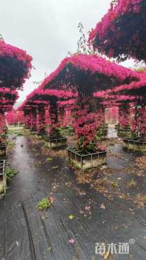 高度280厘米三角梅