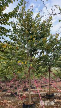 高度800厘米宫粉紫荆