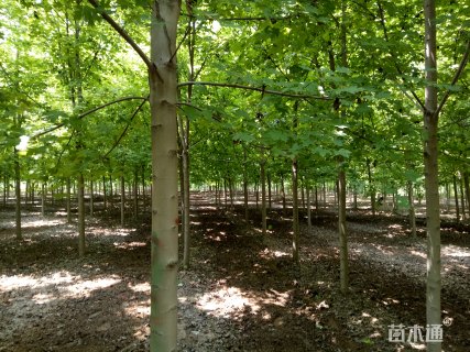 10公分美国红枫-秋火焰