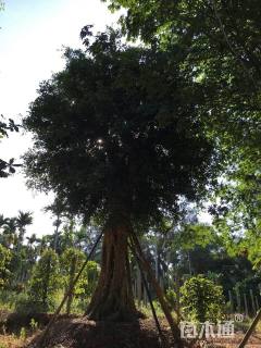 高度900厘米金钱榕