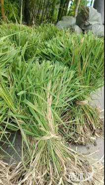 高度50厘米芦苇