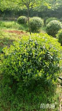 冠幅1500厘米海桐球