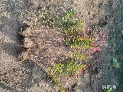 高度45厘米红叶小檗