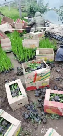 高度40厘米水烛