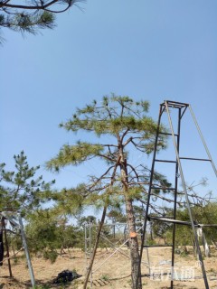 高度450厘米油松