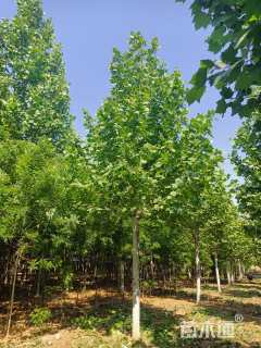 14公分速生法桐