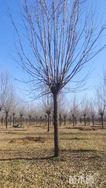 12公分速生白蜡