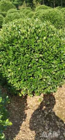 冠幅100厘米大叶黄杨球