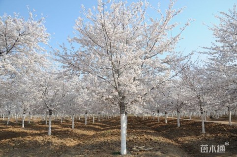 23公分染井吉野樱
