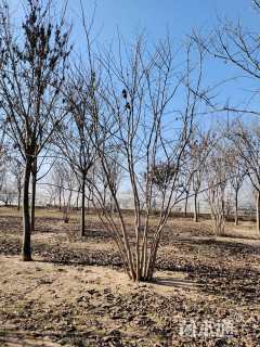 高度500厘米丛生紫荆