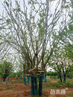 75公分丛生朴树