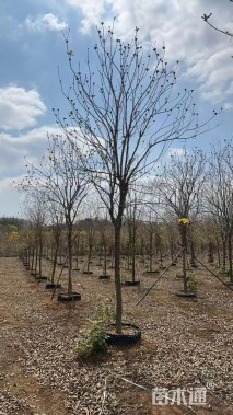 9公分黄花风铃木