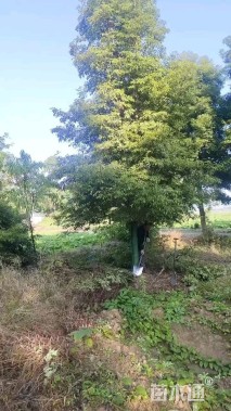 25公分金丝楠木