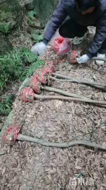 高度400厘米丛生紫薇