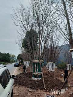 高度800厘米丛生五角枫