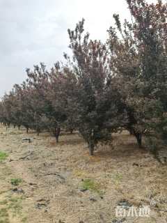 高度700厘米丛生紫叶李