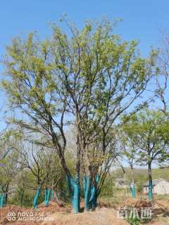 100公分丛生朴树