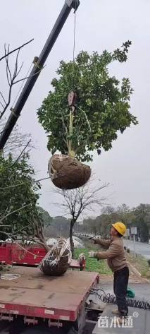 高度320厘米丛生胡柚