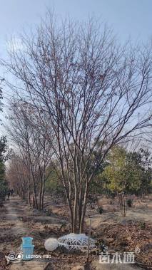 8公分(3杆)丛生榉树