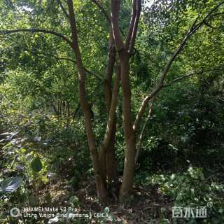 35公分丛生乌桕