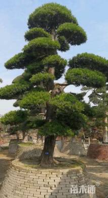 移栽苗造型罗汉松