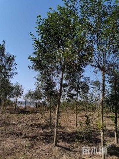 10公分江南桤木