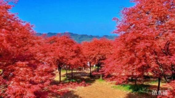 高度1500厘米茶梅柱