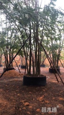 40公分凤凰木