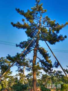 高度900厘米黑松
