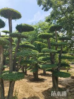 25公分造型对节白蜡