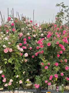 高度300厘米月季