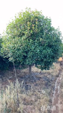 10公分红叶石楠