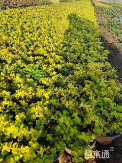 高度15厘米金叶过路黄