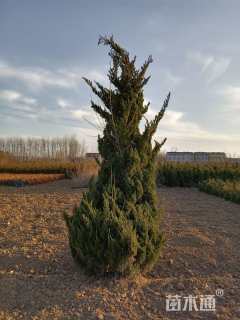 高度500厘米龙柏