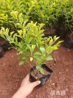 高度30厘米连翘