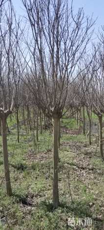 高度300厘米速生紫薇