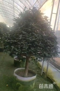 高度150厘米茶花