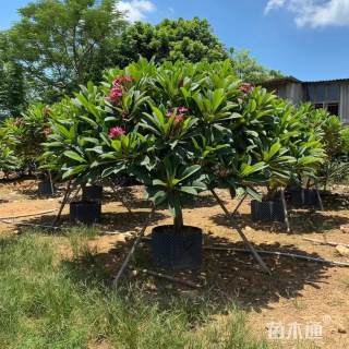 10公分红花鸡蛋花