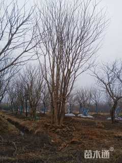 120公分朴树